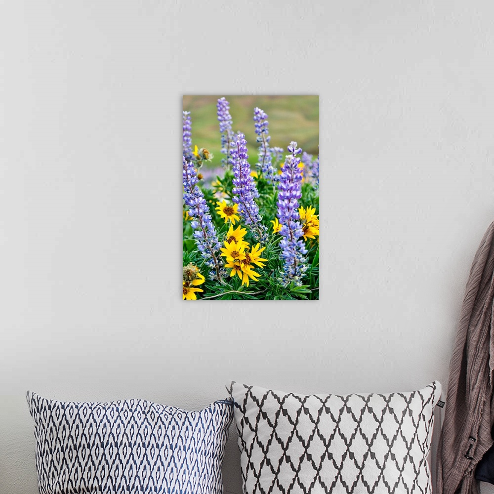 A bohemian room featuring United States, Oregon, Columbia River Gorge, Close-Up of Lupen and Black-Eyed Susan