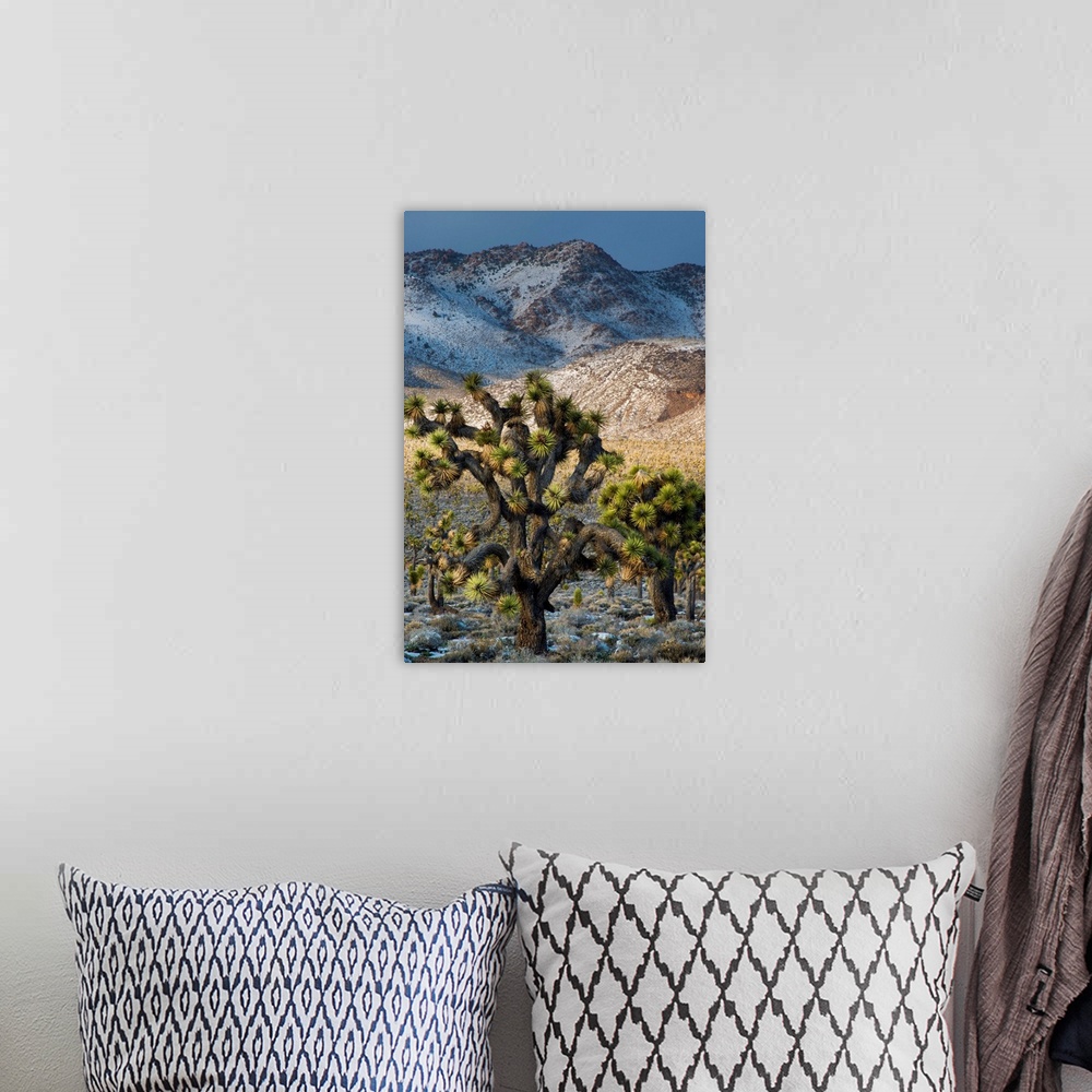 A bohemian room featuring North America, USA, California, Death Valley National Park.  Joshua Trees in the Snow, Lee Flat, ...