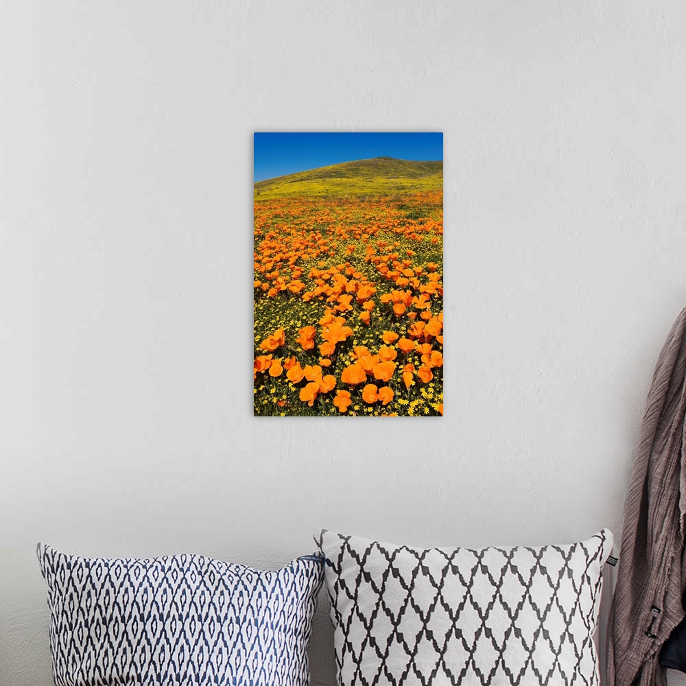 A bohemian room featuring USA, California, Lancaster. Poppies and goldfields bloom on hillside.