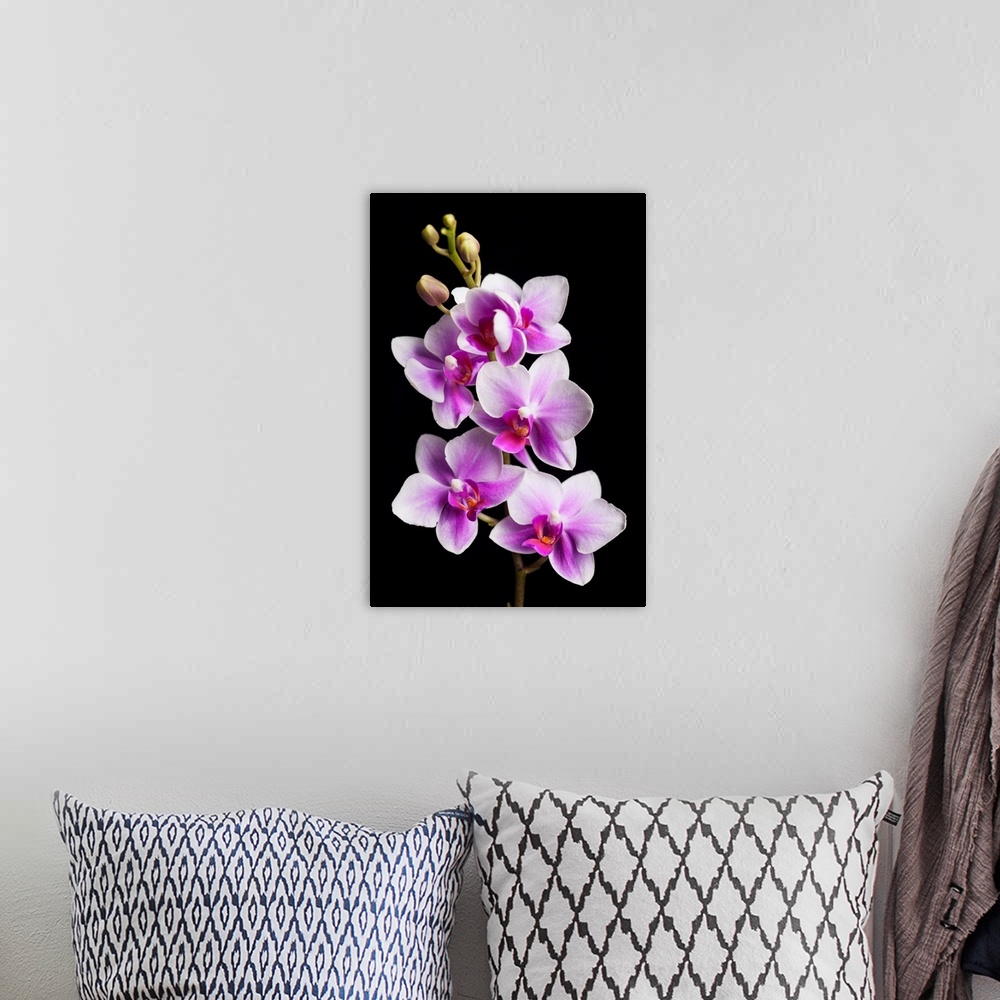 A bohemian room featuring USA, California, Los Osos. Close-up of orchids.