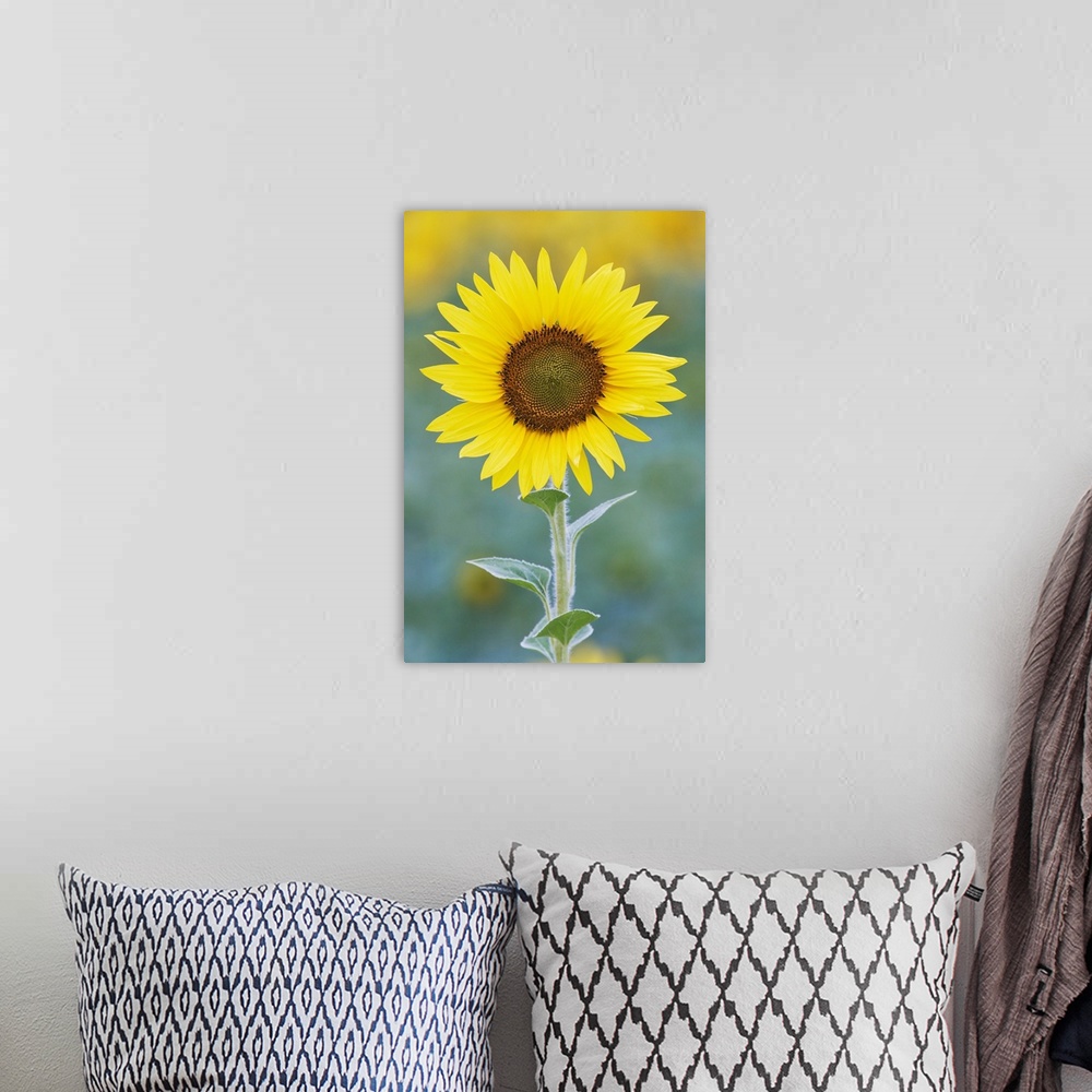 A bohemian room featuring USA, California, Napa Valley. Close-up of sunflower.