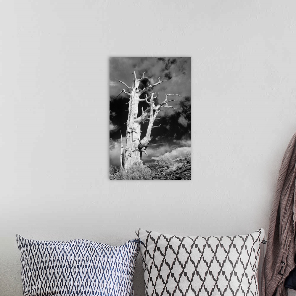 A bohemian room featuring USA, California, White Mountains. Bristlecone pine tree in black and white.