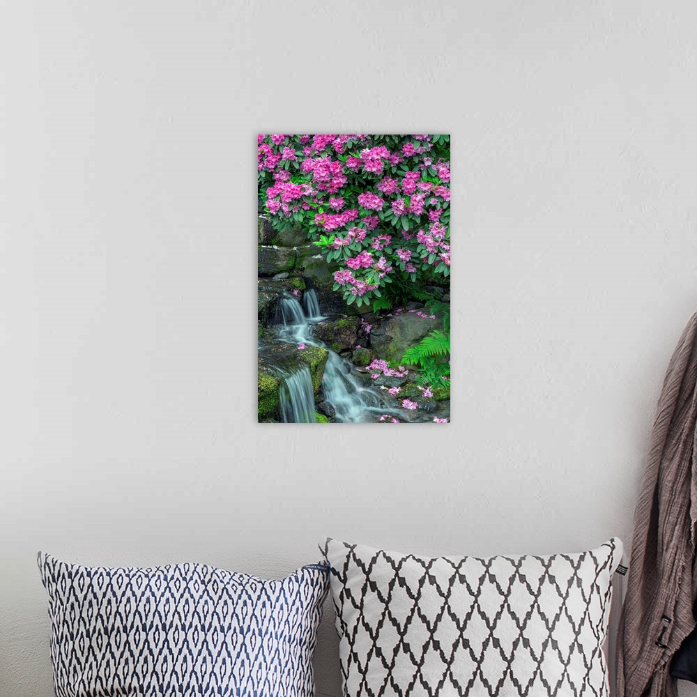 A bohemian room featuring USA, Oregon, Portland, Crystal Springs Rhododendron Garden, Rhododendron blooms alongside waterfa...