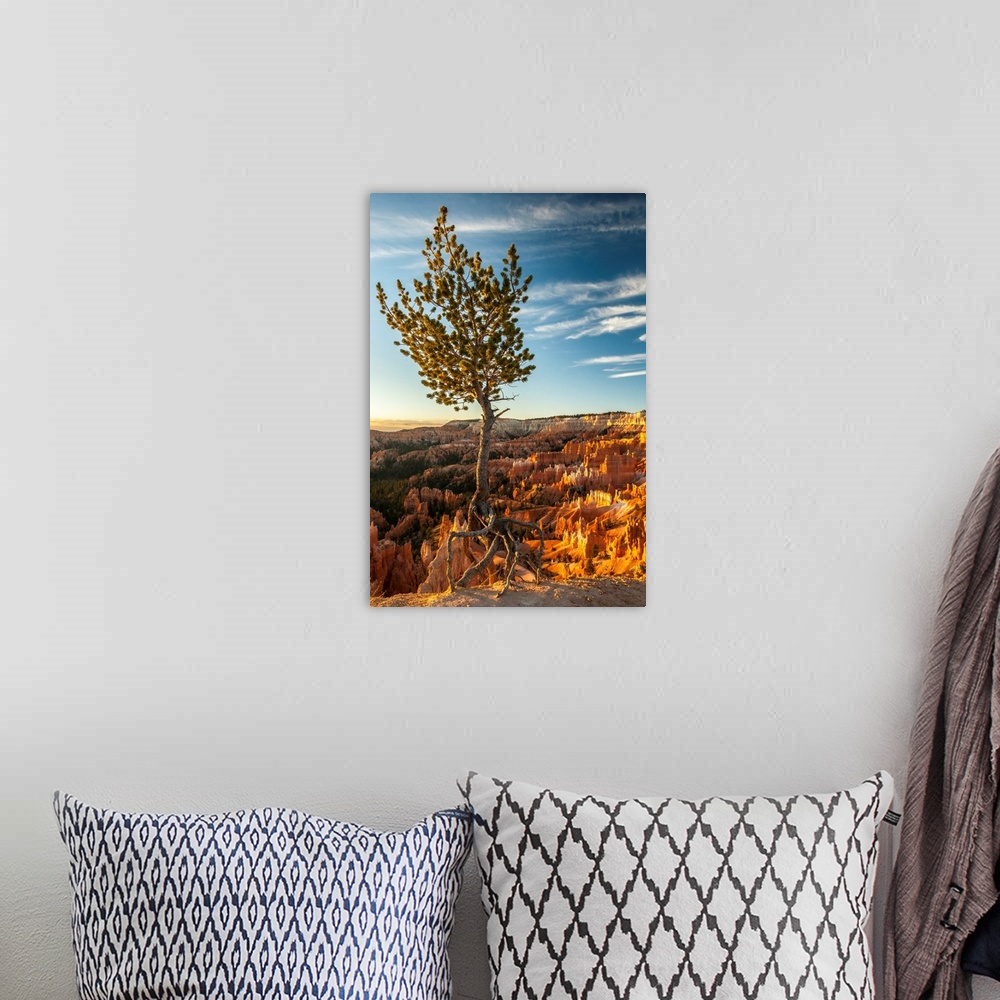 A bohemian room featuring USA, Utah, Bryce Canyon National Park. Sunrise on ponderosa pine and canyon.