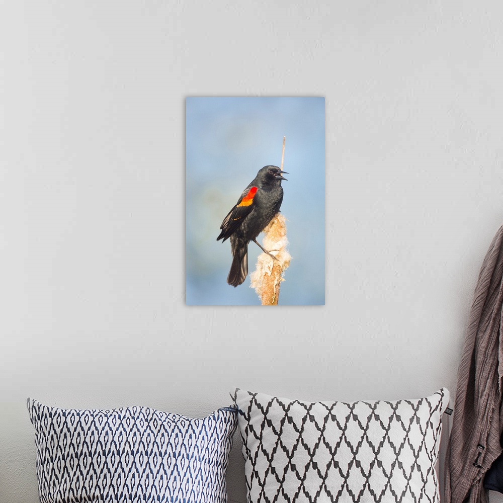 A bohemian room featuring USA. Washington State. Adult male Red-winged Blackbird (Agelaius phoeniceus) sings from a cattail...