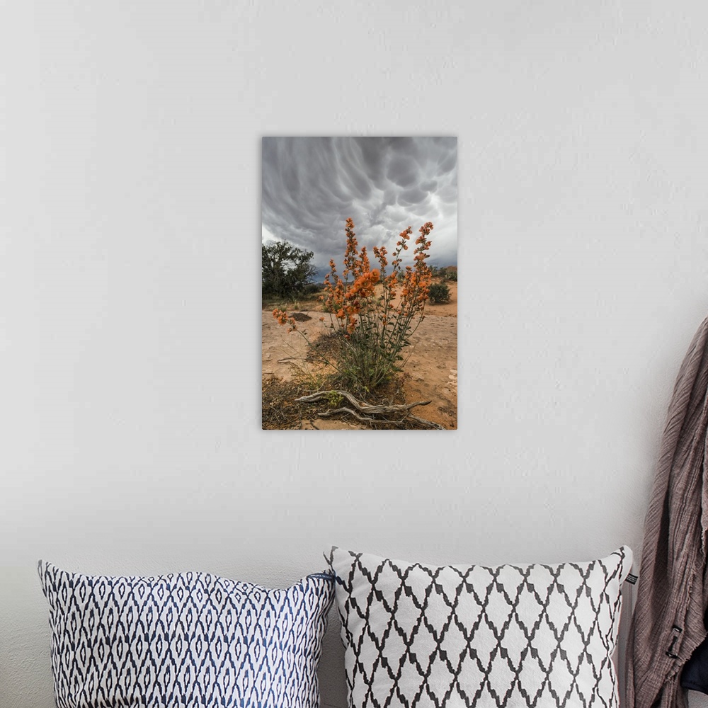 A bohemian room featuring North America, USA, Utah, Arches National Park.  Desert Globemallow (Sphaeralcea ambigua) and app...