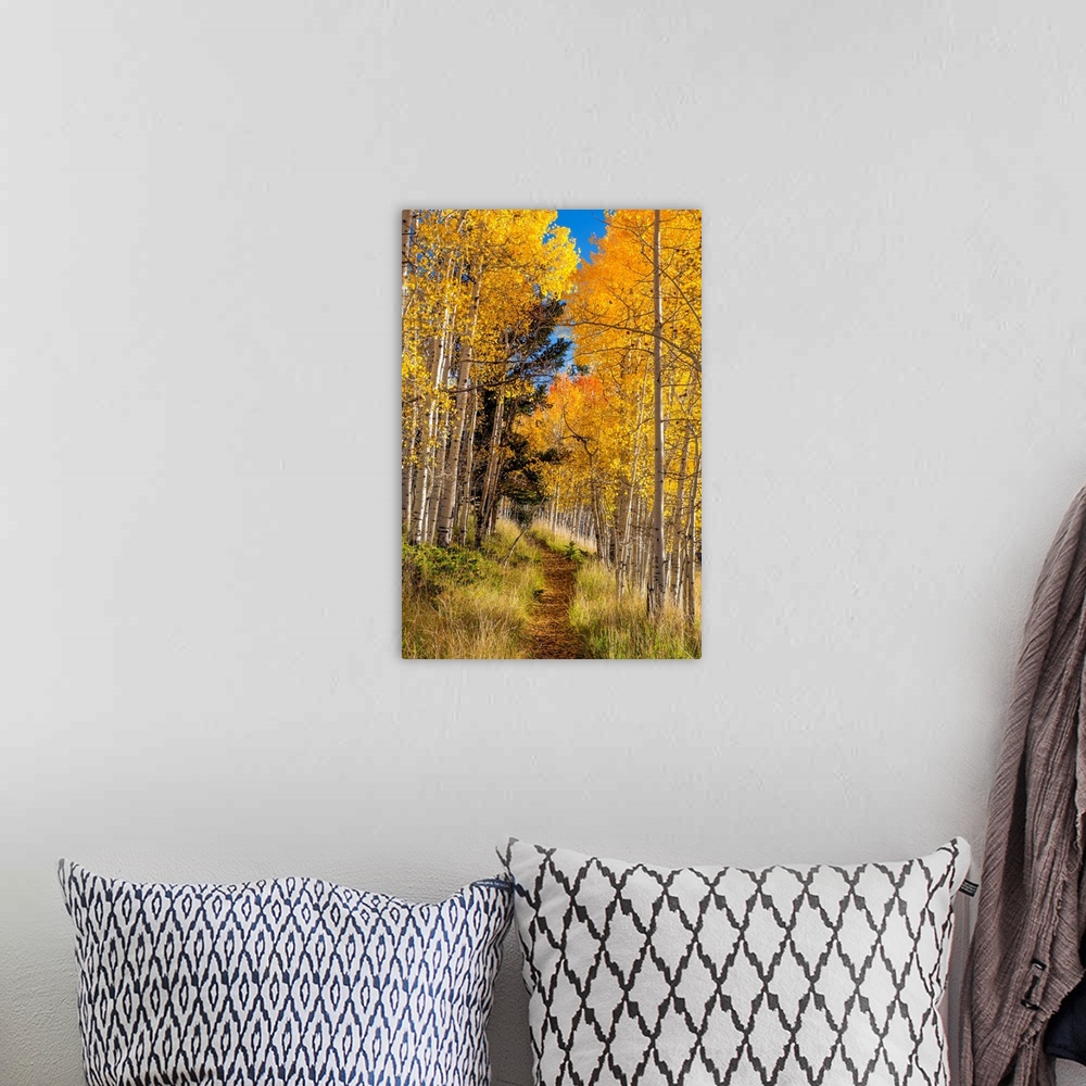 A bohemian room featuring USA, Utah, Fishlake National Forest. Trail in aspen trees.