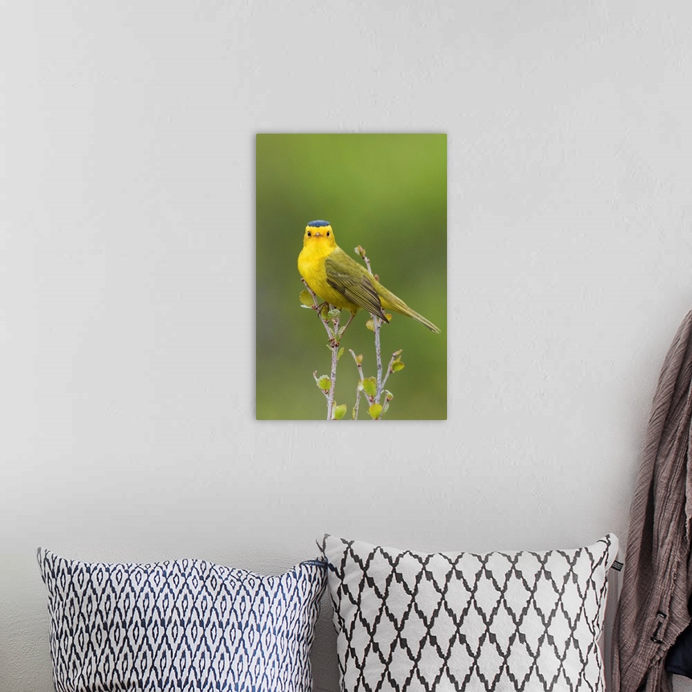 A bohemian room featuring Wilson's Warbler.