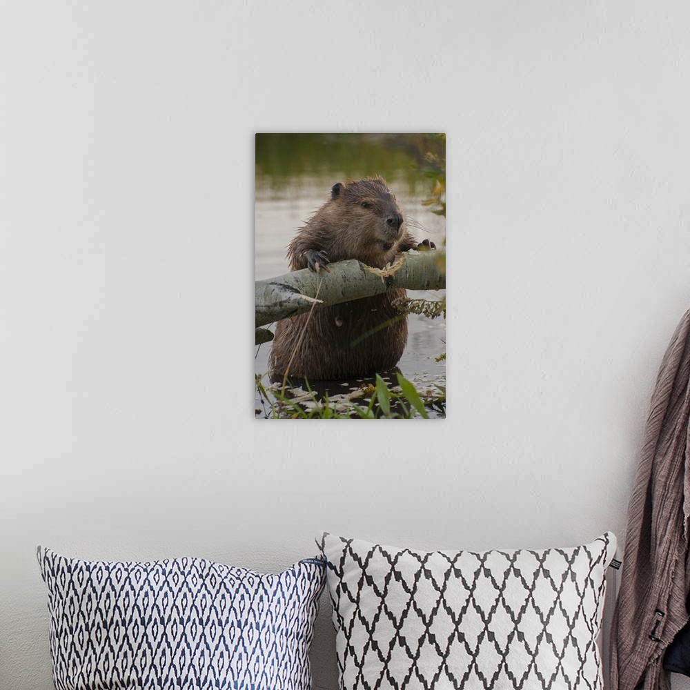 A bohemian room featuring North America, USA, Wyoming, Grand Teton National Park. North American Beaver (Castor canadensis)...