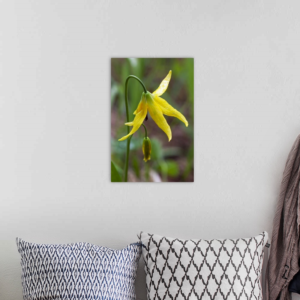 A bohemian room featuring Yellowstone National Park, detail of a glacier lily.