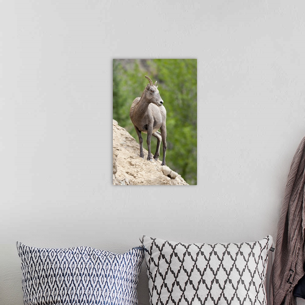 A bohemian room featuring Yellowstone National Park, female bighorn sheep looking down from a steep perch.