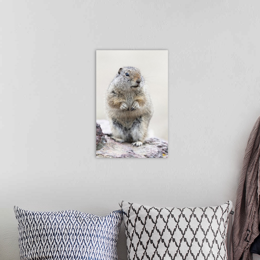 A bohemian room featuring Yellowstone National Park, Richardson's ground squirrel.