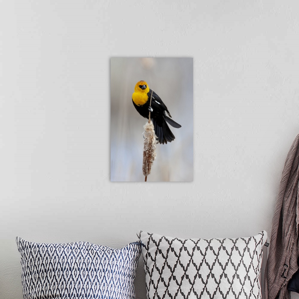 A bohemian room featuring Yellowstone National Park, yellow-headed blackbird perched on a reed.