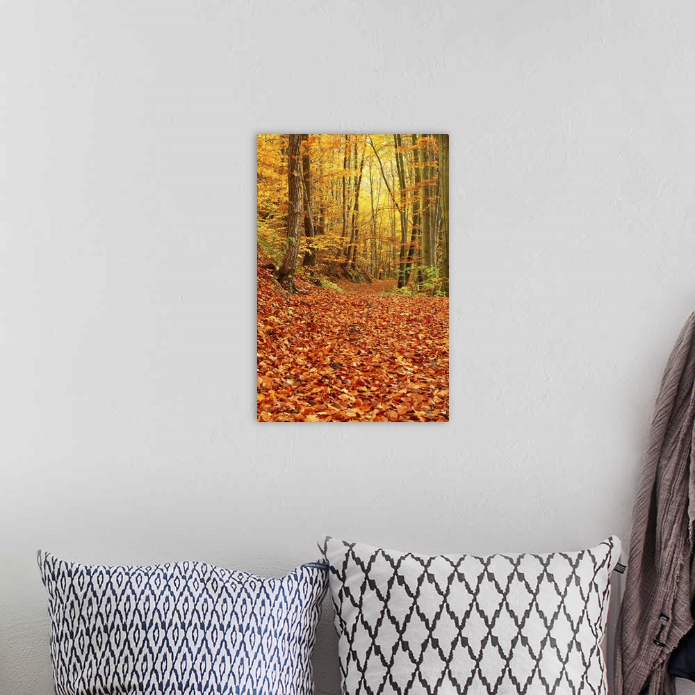 A bohemian room featuring Autumn Forest, Poland