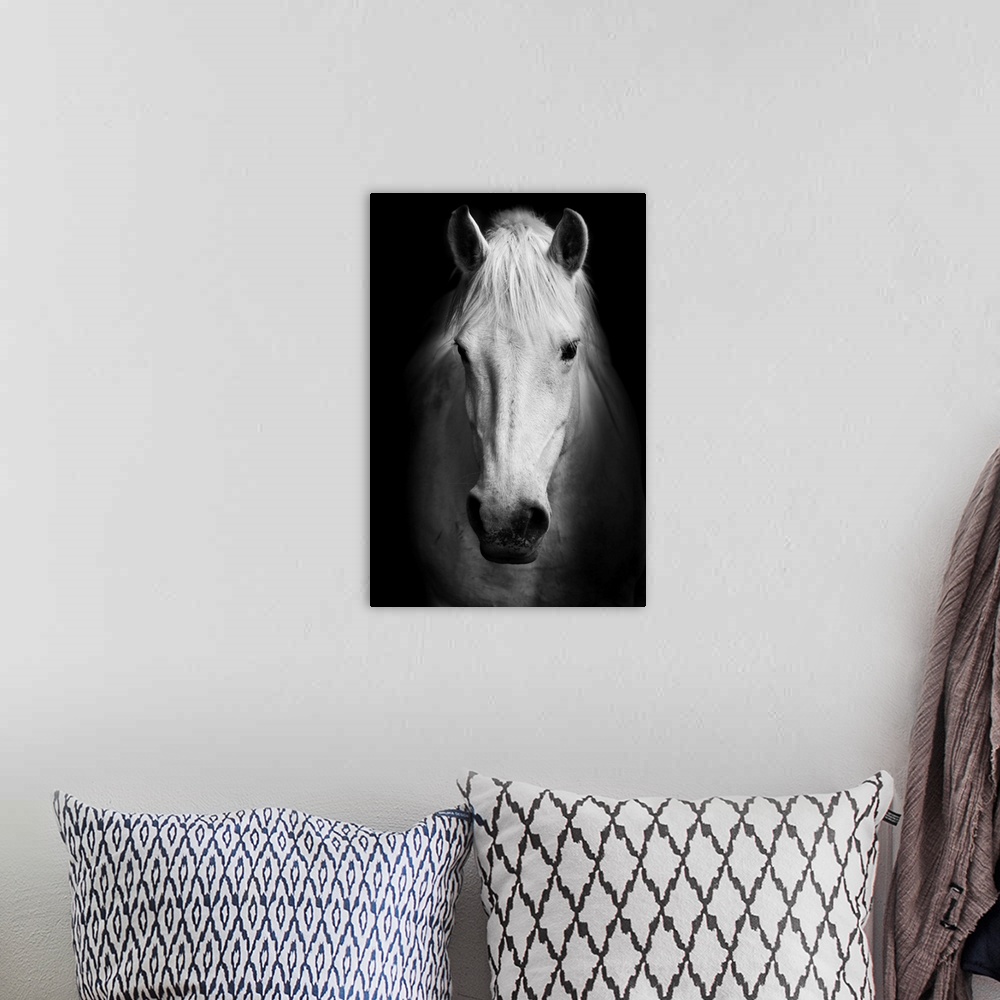 White Horse Portrait In Black And White Wall Art, Canvas Prints, Framed ...