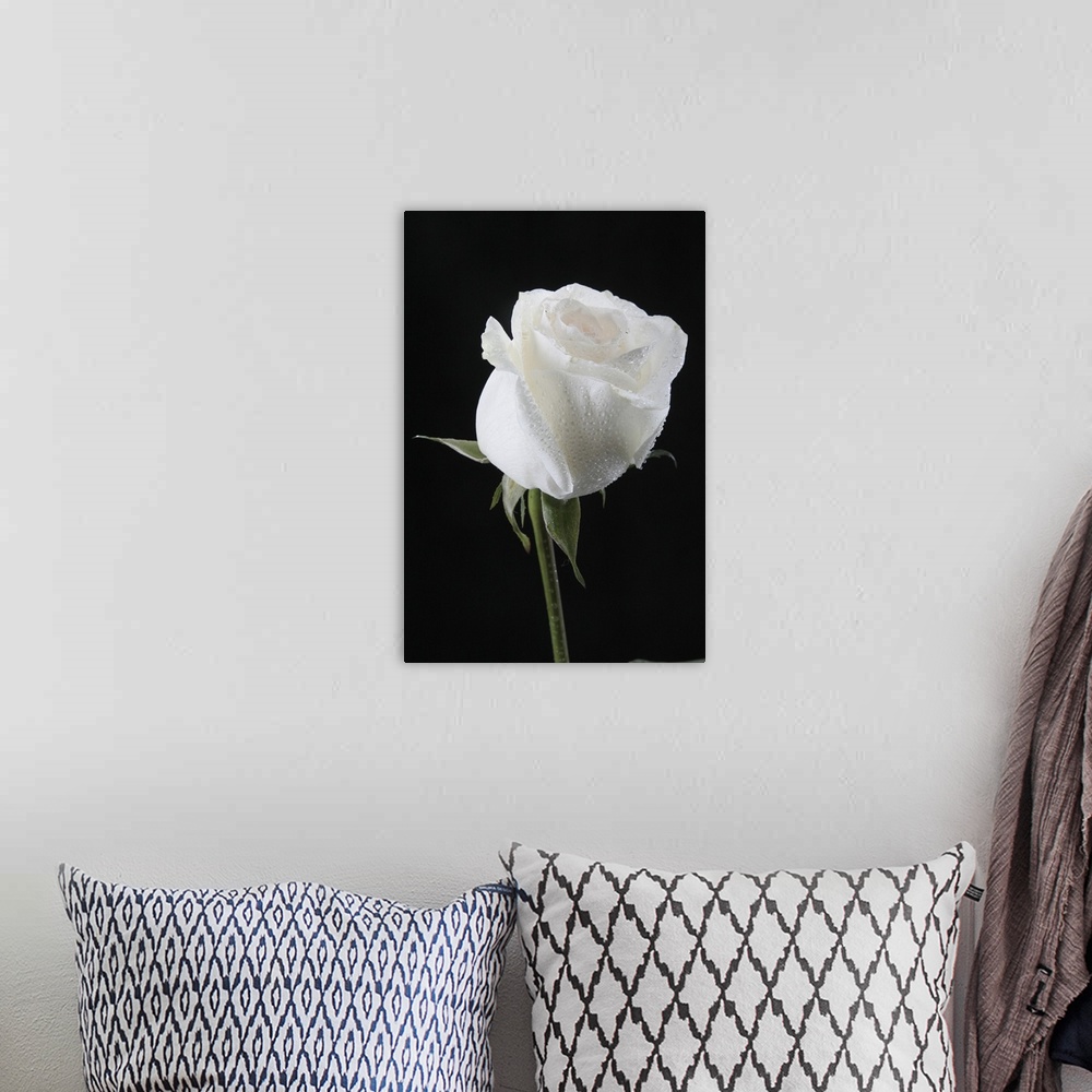 A bohemian room featuring White rose in dark blue light on a black background.