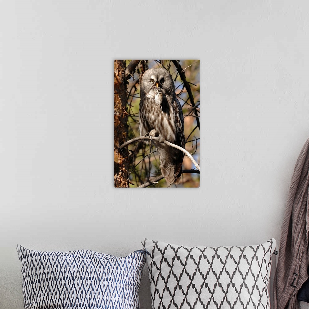 A bohemian room featuring Finland, Lappi, Scandinavia, Kuusamo, a Great grey owl with a small mouse in its beak