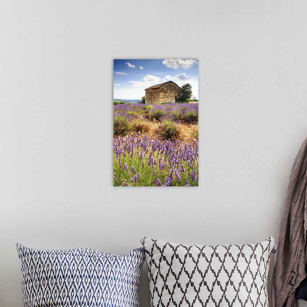 A bohemian room featuring France, Provence-Alpes-Cote d'Azur, Provence, Alpes-de-Haute-Provence, Valensole, Lavender field ...