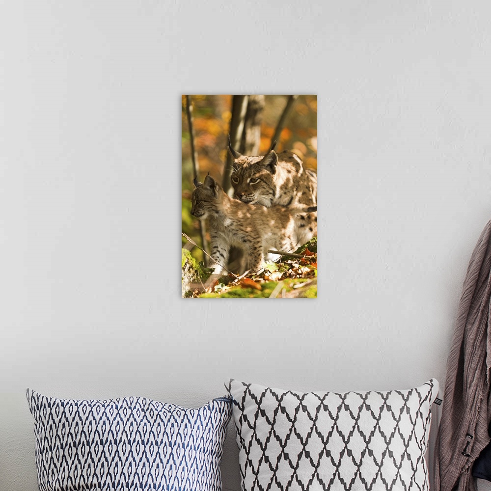 A bohemian room featuring Italy, Prealpi Giulie Regional Park, Udine district, Wild linx mother with cub