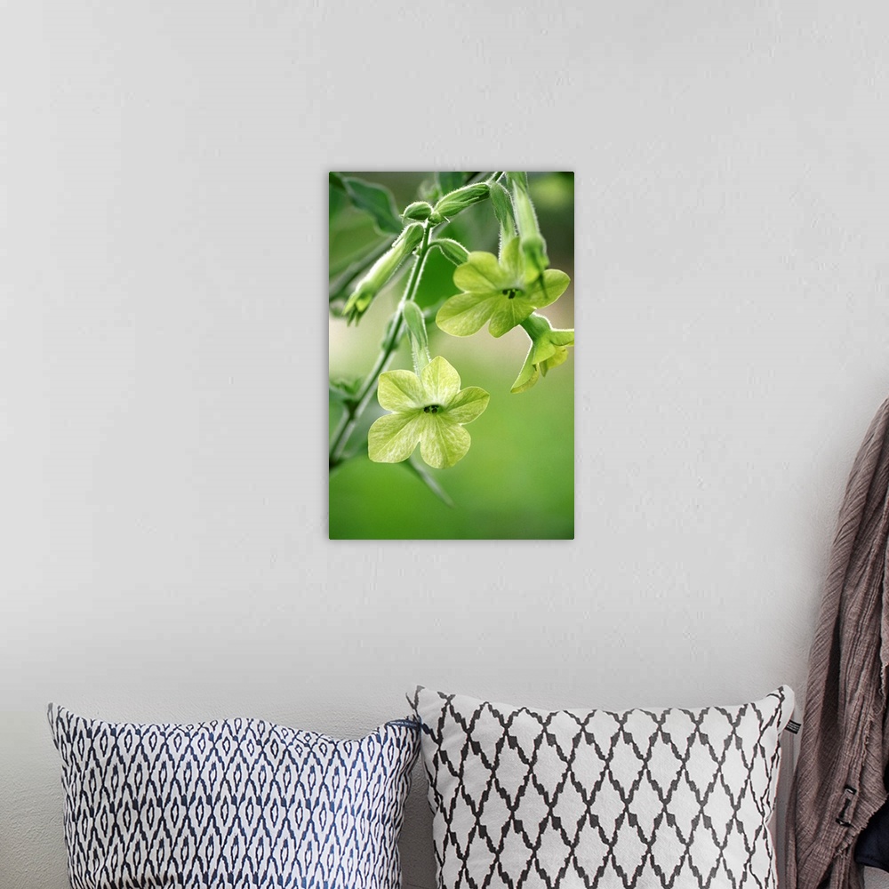 A bohemian room featuring Nicotiana flower