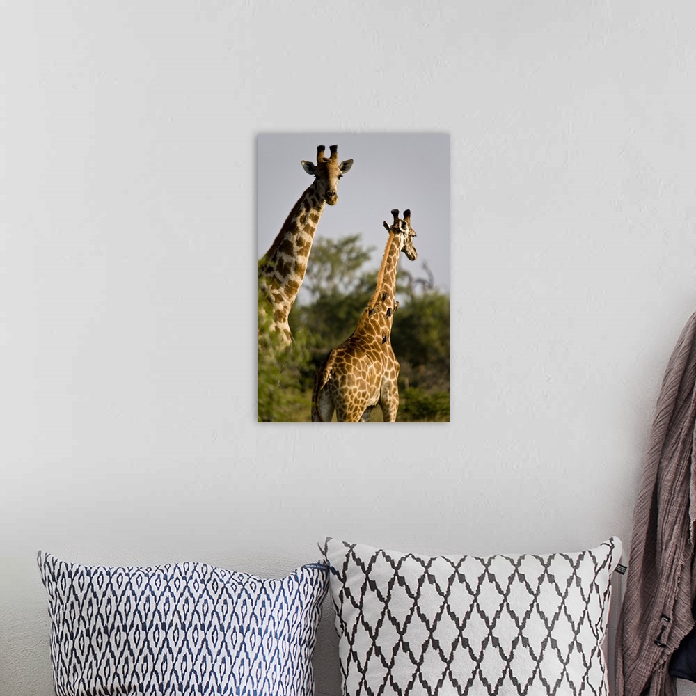 A bohemian room featuring South Africa, Madikwe game reserve, two giraffes