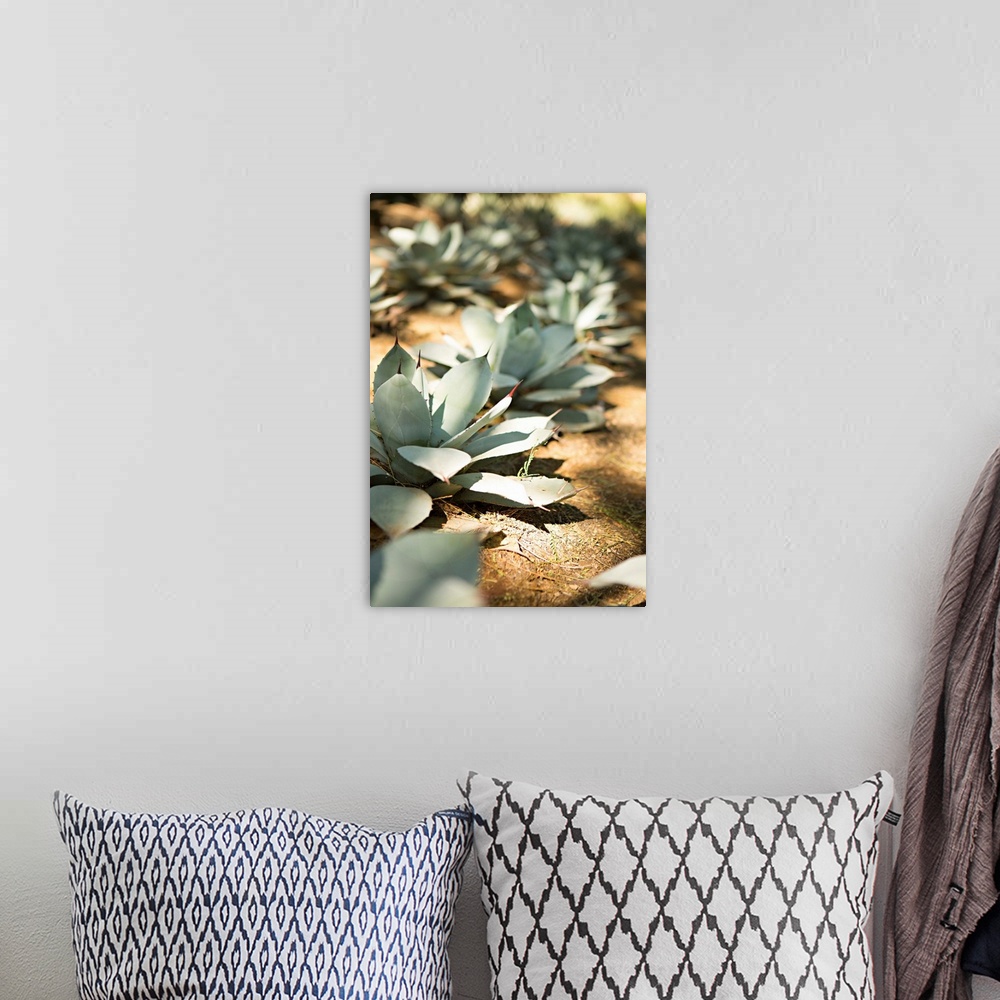 A bohemian room featuring Shallow depth of field photograph of succulents plants in the ground in rows.
