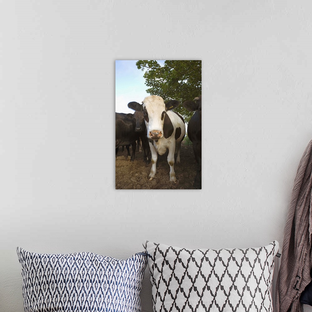 A bohemian room featuring A herd of cattle