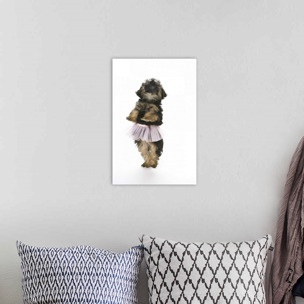 A bohemian room featuring A Yorkie-poo puppy in a tutu on her hind legs.