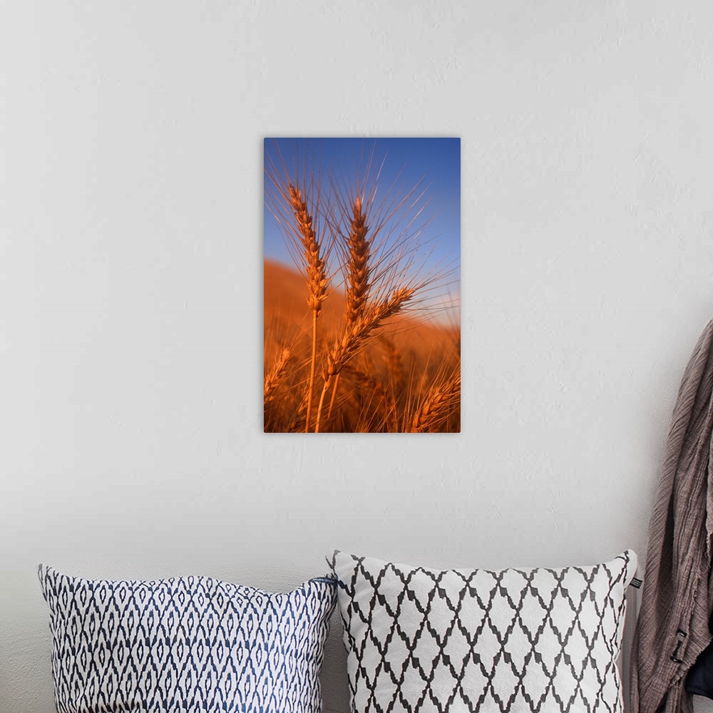 A bohemian room featuring close-up of three wheat grains
