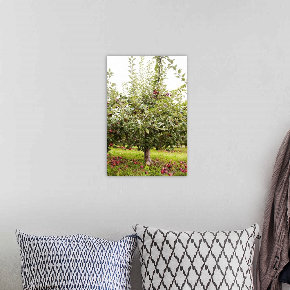 A bohemian room featuring Apple tree with fallen fruit
