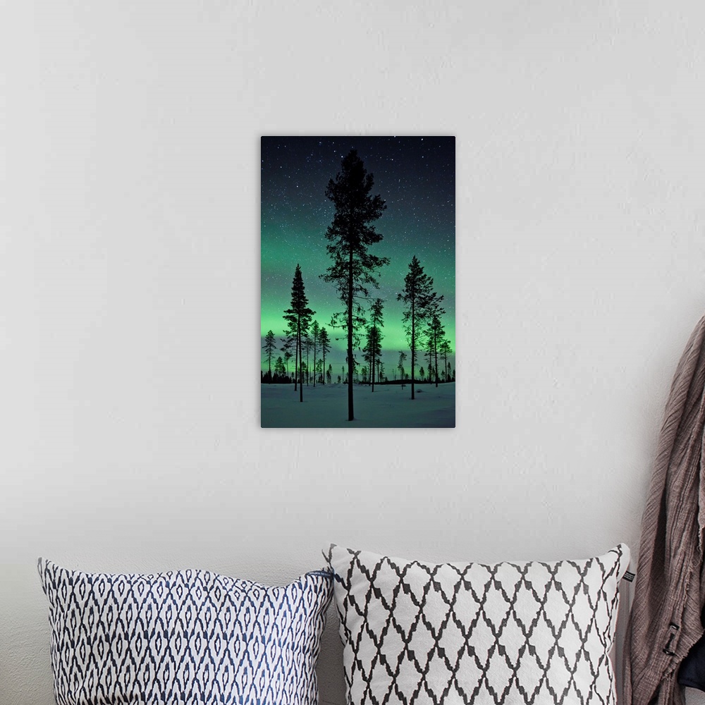 A bohemian room featuring Amazing northern lights display over pine trees in night skies over Kiruna, Sweden