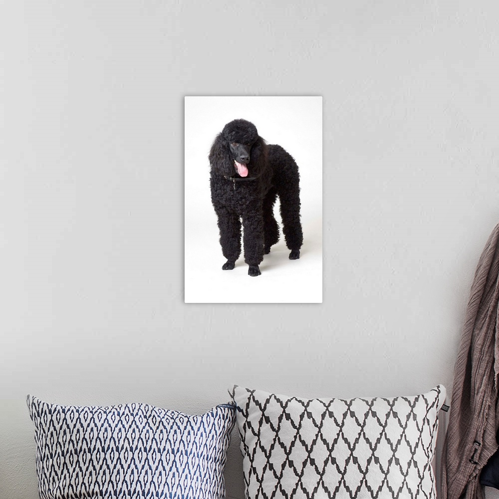 A bohemian room featuring Black poodle