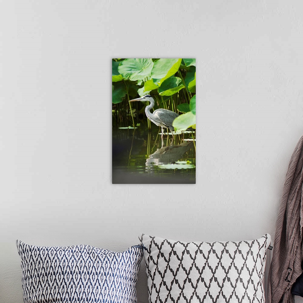 A bohemian room featuring Blue heron standing in lotus pond