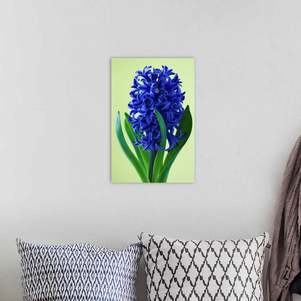 A bohemian room featuring Blue Star Hyacinth