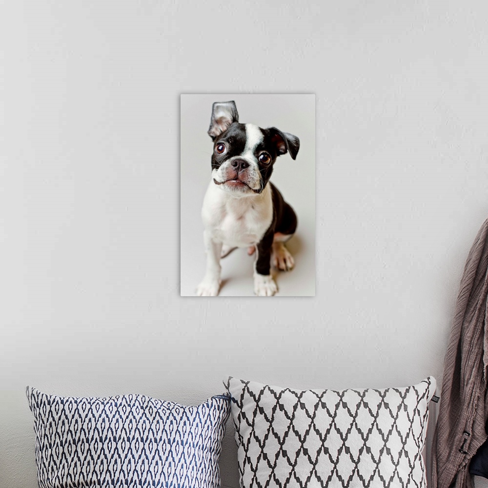 A bohemian room featuring Boston Terrier dog puppy.