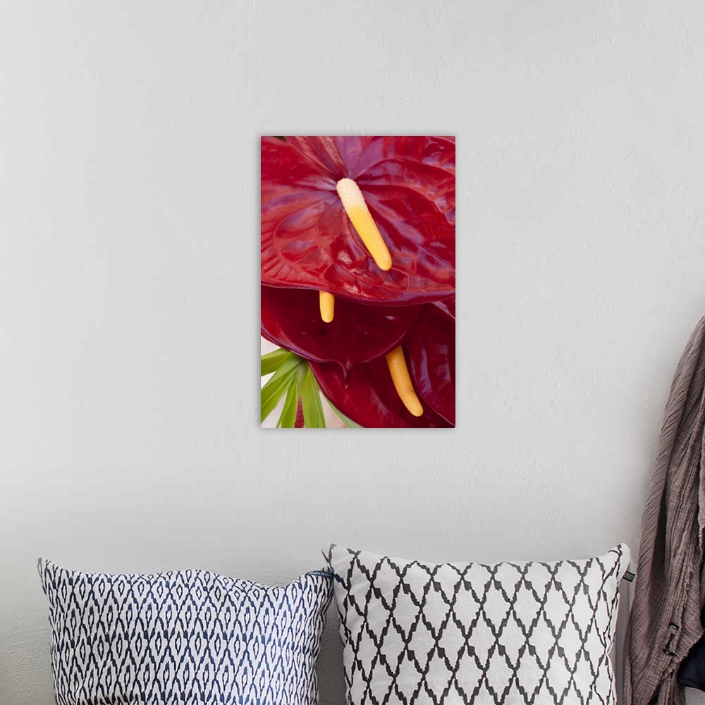 A bohemian room featuring Bright red anthurium flowers at a farmer's market