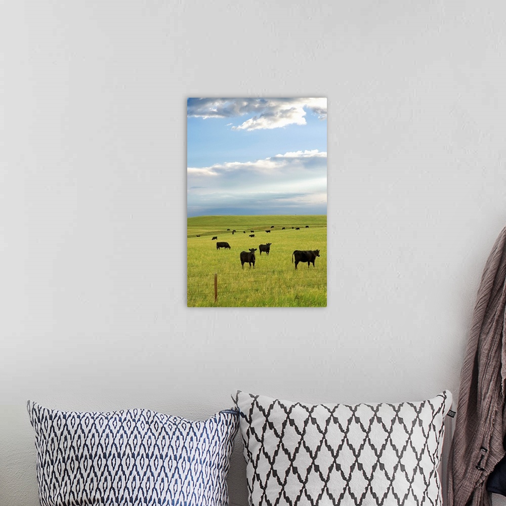 A bohemian room featuring Cattle