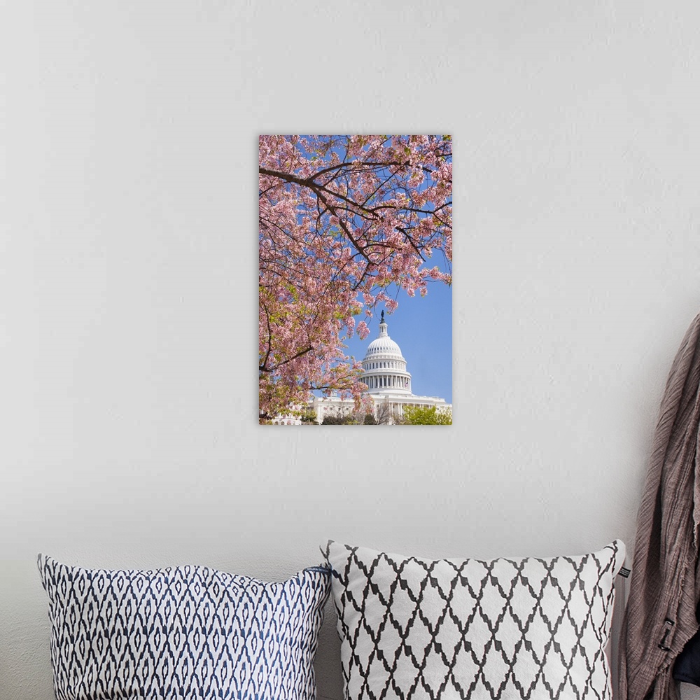 A bohemian room featuring Cherry blossoms in front of Capitol building in Washington D.C.