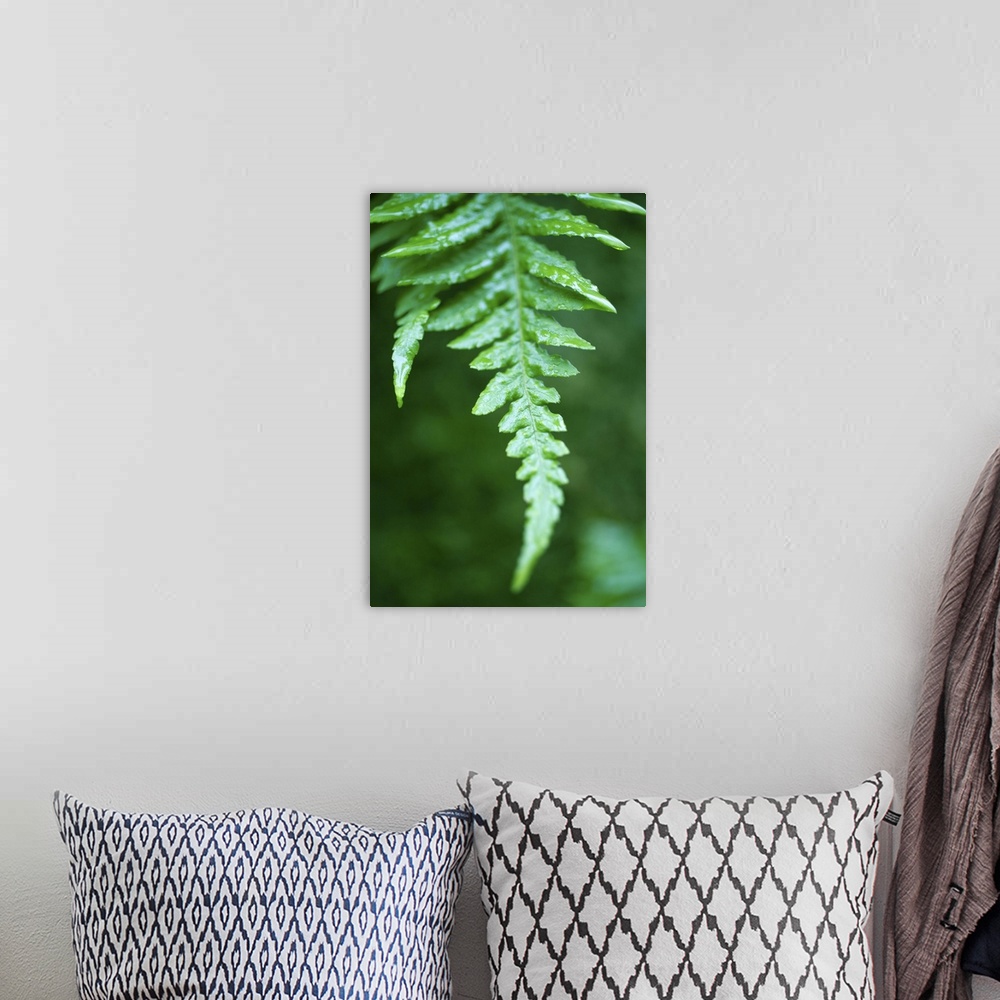 A bohemian room featuring Close up fern in rainforest, Canada