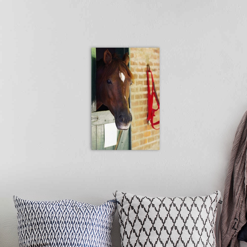 A bohemian room featuring Close-up of a horse