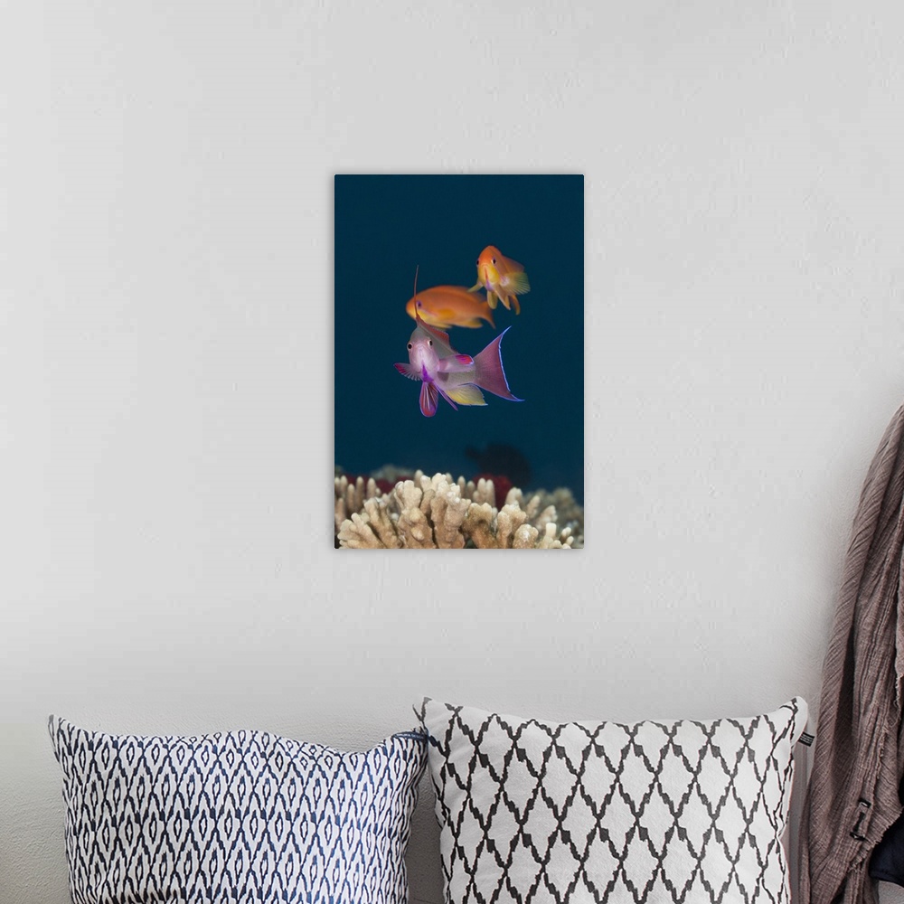 A bohemian room featuring Underwater Life; FISH: Colorful tropical Anthias (Pseudanthias sp.), male in foreground, females ...