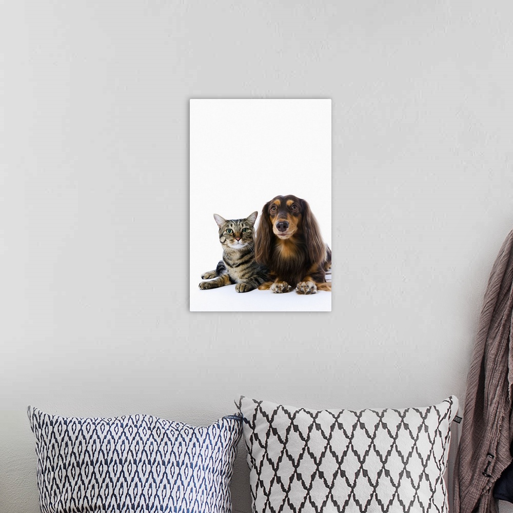 A bohemian room featuring Dog (Dachshund) and cat (Japanese cat) on white background