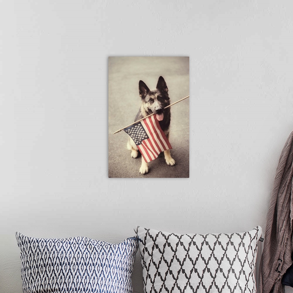 A bohemian room featuring Dog Holding American Flag In Mouth