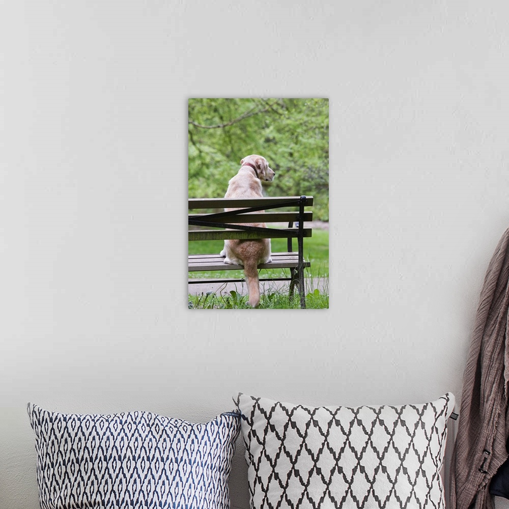 A bohemian room featuring Dog resting on a park bench
