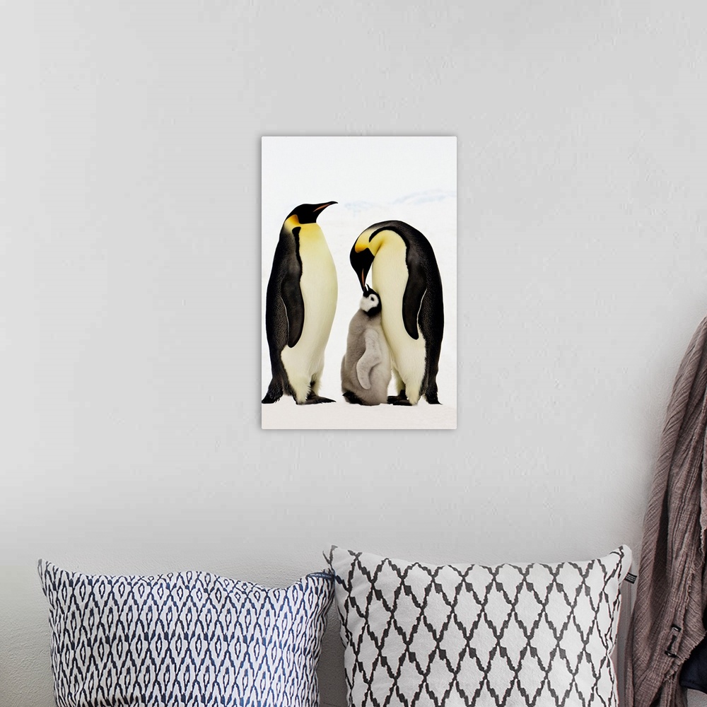 A bohemian room featuring Emperor Penguins Feeding Chick