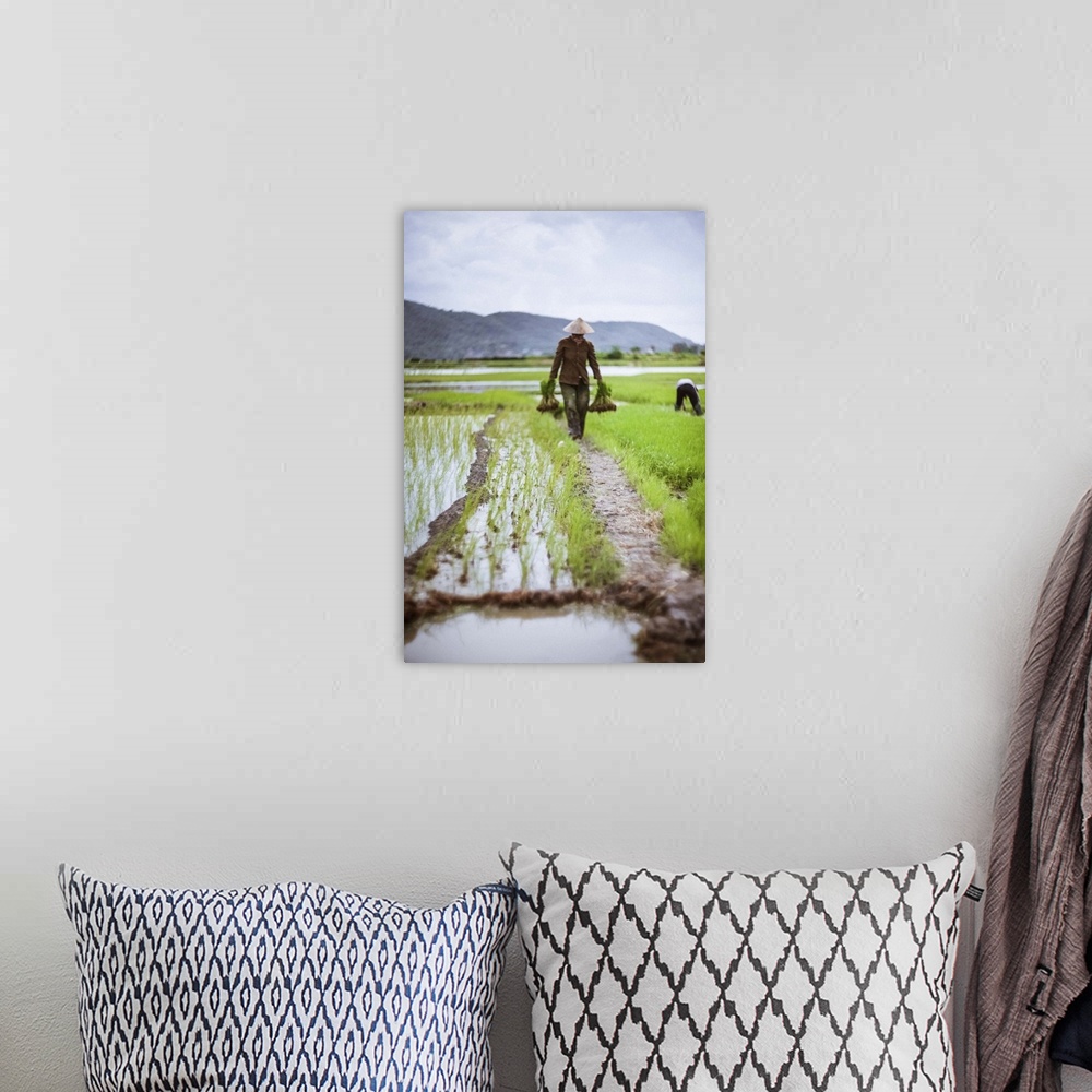 A bohemian room featuring Farmer walking along the border of the rice paddy with small stacks of young rice grass. A typica...