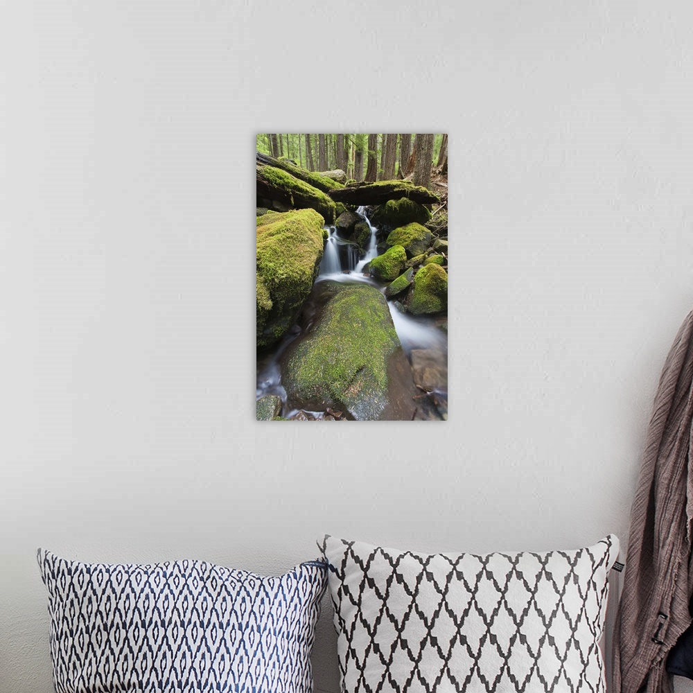 A bohemian room featuring stream, waterfall and temperate forest