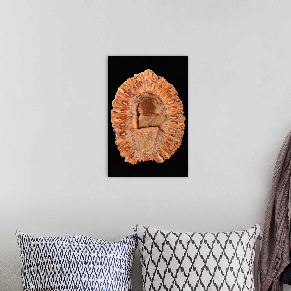 A bohemian room featuring Fossilized Pine Cone