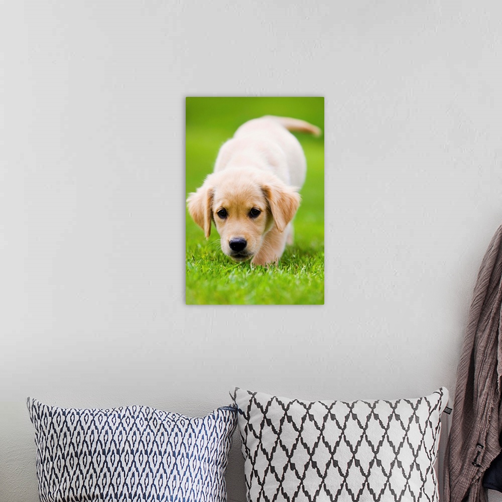 A bohemian room featuring Golden Retriever Puppy Playing Outdoors