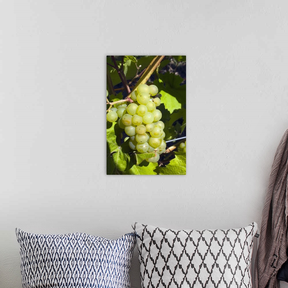 A bohemian room featuring Grapes on the vine